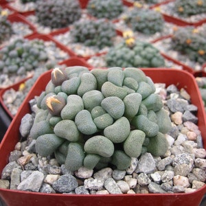 Aloinopsis Schooonesii Succulent Plant