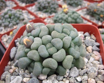 Aloinopsis Schooonesii Succulent Plant