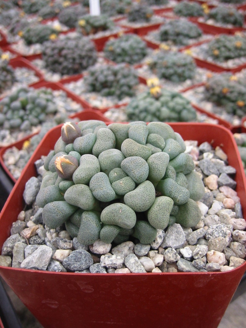 Aloinopsis Schooonesii Succulent Plant Etsy