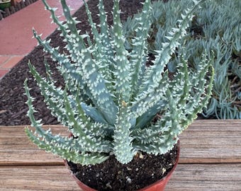 Aloe Tuberculata Succulent Plant