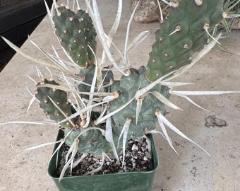 Large Opuntia Diademanta Cactus Plant, thephorocactus