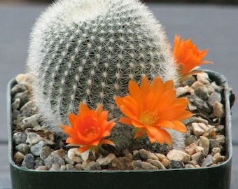 Rebutia Muscula Cactus Plant