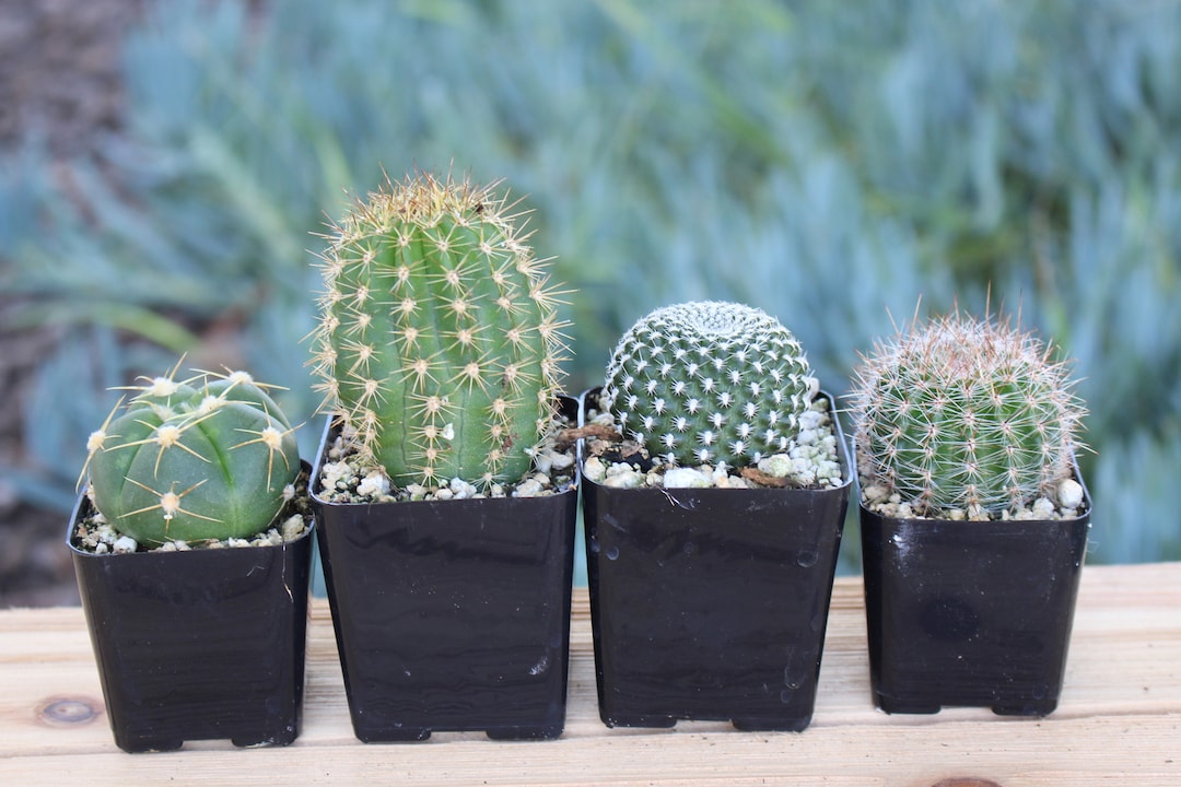 Mixed 4 Mini Cactus Plants in 2 Inch Pots Etsy