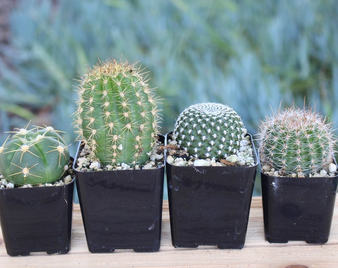 Mixed 4 Mini Cactus Plants in 2 inch pots
