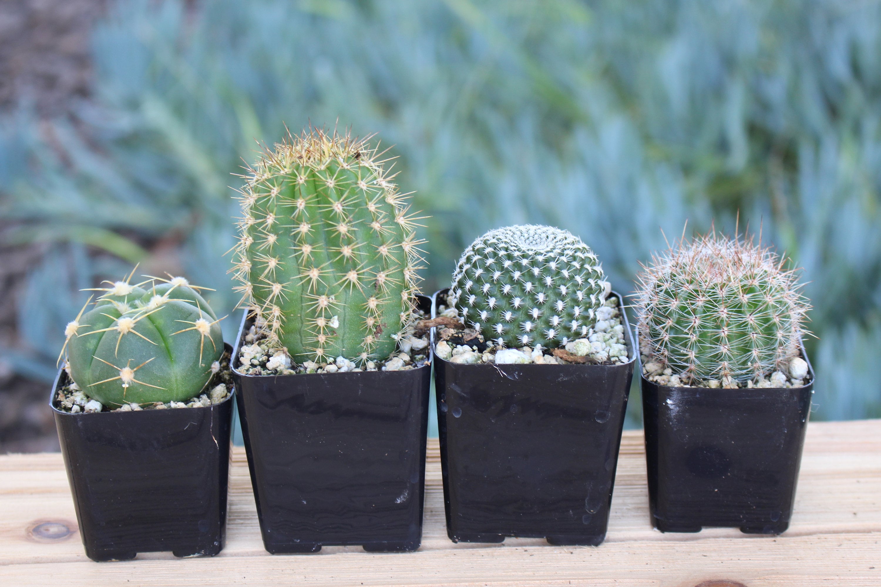 mixed 4 mini cactus plants in 2 inch pots
