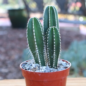 May include: A potted cactus with three green, ribbed stems and white spines. The cactus sits in a small, reddish-brown plastic pot filled with small gray and brown pebbles. The background is blurred, suggesting an outdoor setting.