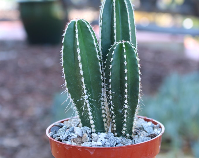 Mexican Fence Post Three Column Plants in 4 Inch Pot