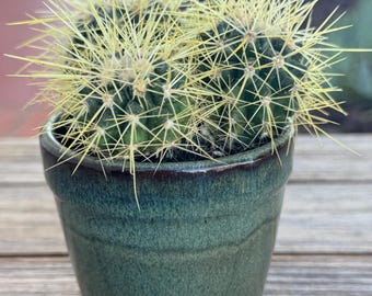 Echinocactus Grusonii Clumping mini Cactus Plant in ceramic pot