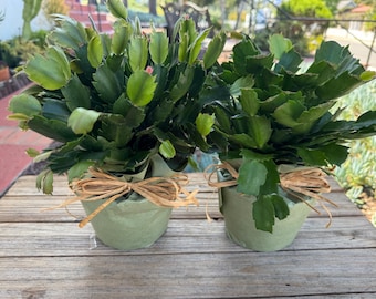 Christmas Cactus Plant 6 inch  Schlumbergera not blooming Mother’s Day gift plant