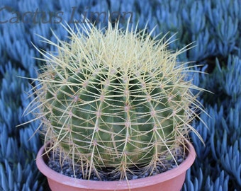 Echinocactus Grusonii Large Cactus Plant