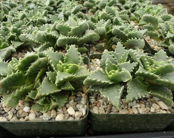 Faucaria Tigrina Succulent Plant