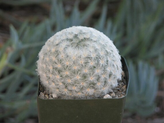 Mammillaria Plumosa Cactus Plant