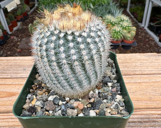 Notocactus Rudibuenkerii Cactus Plant
