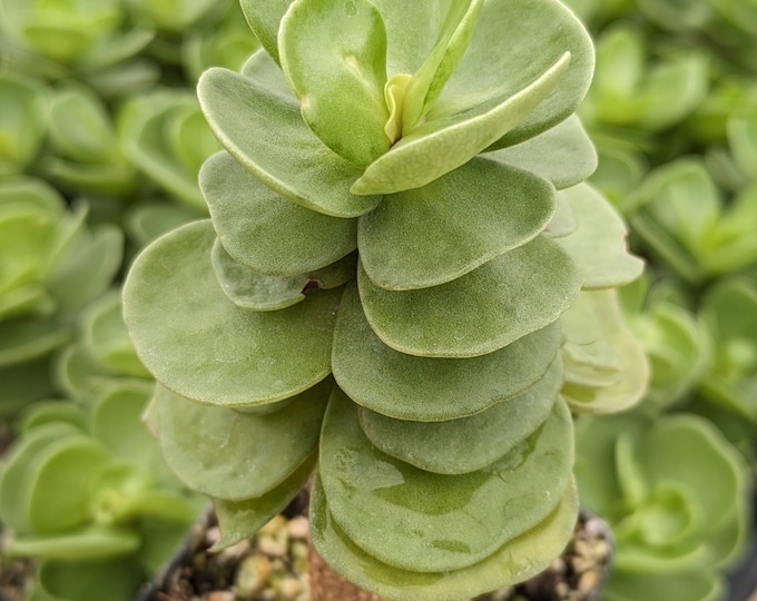 Portulaca Molokiniensis Succulent Plant