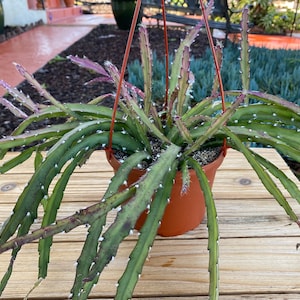 Hanging  Lepsicum Cactus  Succulent Plant