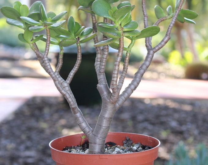Crassula Jade Money Plant Succulent Plant