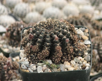 Lobivia Arachnatea Cactus Plant New Crop