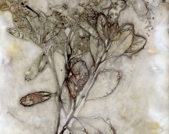 Eucalyptus ecoprint: botanische tijdschriftpagina's (digitale download)