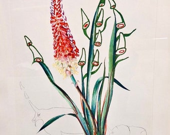 Salvador Dali c.1972 Kniphofia Aphrodisiaca Hand Signed Original Etching Rhinoceros Rhino Surrealistic Flowers Horns Bouquet Aphrodisiac Art