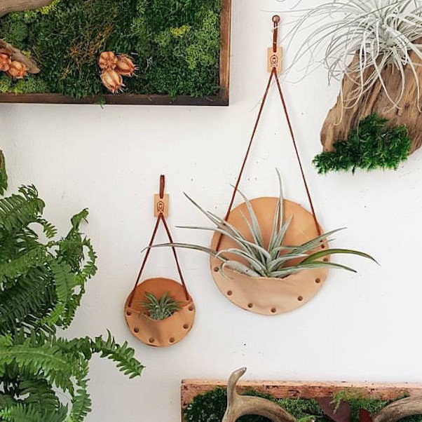 Wall Hanging Air Plant Holder Wall Design Ideas