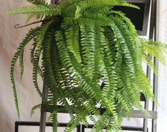 Boston Fern Plant 70cm/27.56"Artificial Simulation Persian Leaves Hanging Basket Greenery,Indoor/Outdoor Hanging Plant