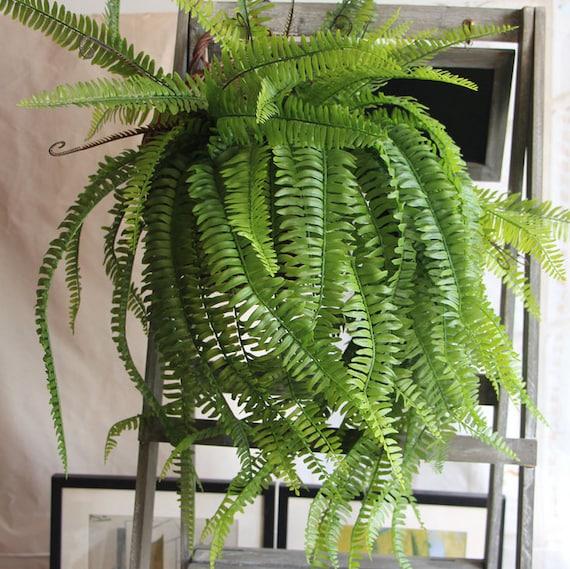 Boston fern 2024 hanging basket