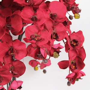 Könnte beinhalten: Ein Bündel tiefroter Orchideenblüten mit dunkelmaronenfarbenen Zentren und gelben Akzenten. Die Blütenblätter haben eine texturierte Oberfläche, und mehrere kleine, runde, grüne und dunkelbraune Knospen sind an den schlanken, dunklen Stielen sichtbar.