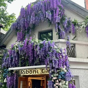 Può includere: Facciata di un edificio ricoperta di cascate di fiori di glicine viola. L'ingresso presenta un'insegna con la scritta "Ribone Cafe". I fiori sono completati da ortensie bianche e blu, creando una scena vibrante e invitante.