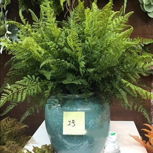以下が含まれることがあります： 青い陶器の鉢に植えられた緑色の大きなシダ植物。黄色い付箋に「25」と書いてあります。
