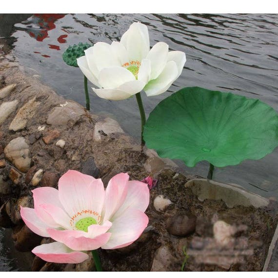 Lotus Petal 水蓮の花びら 4枚セット(日2、英2) 人工シミュレーション蓮、種子鞘、蓮のつぼみ、PUリアルタッチの手触り