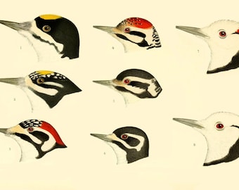 Fabric Panel;Bird Heads ,Vintage Birds Print Fabric Block, Craft/ Quilting/ 100% Cotton/ Applique
