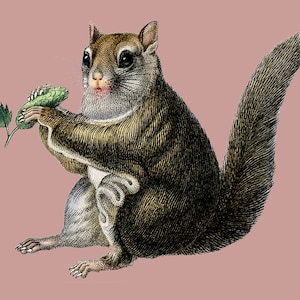 May include: A brown and gray squirrel with a bushy tail sits on a pink background. The squirrel is holding a green leaf in its paws.