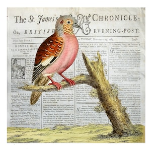 May include: A vintage illustration of a pink and brown bird perched on a branch. The bird is surrounded by text from a newspaper article, including the title "The St. James's Chronicle, or, British Evening-Post."