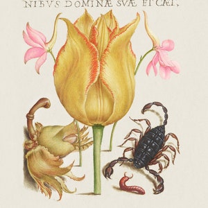 May include: A vintage botanical illustration featuring a yellow tulip with red stripes, a pink flower, a brown scorpion, and a brown nut. The image is titled "NIBVS DOMINE SVAE ET CAI."