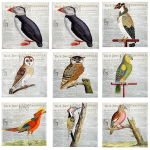 Sonderangebot Verkauf Set von 8 Stoffpanele Vintage Vögel auf Text 100% Baumwolle 18 x 24 Zoll