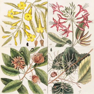 May include: A vintage botanical illustration featuring four different types of flowers. The top left image shows a yellow flower with green leaves. The top right image shows a red flower with green leaves. The bottom left image shows a pink flower with green leaves. The bottom right image shows a white flower with green leaves.