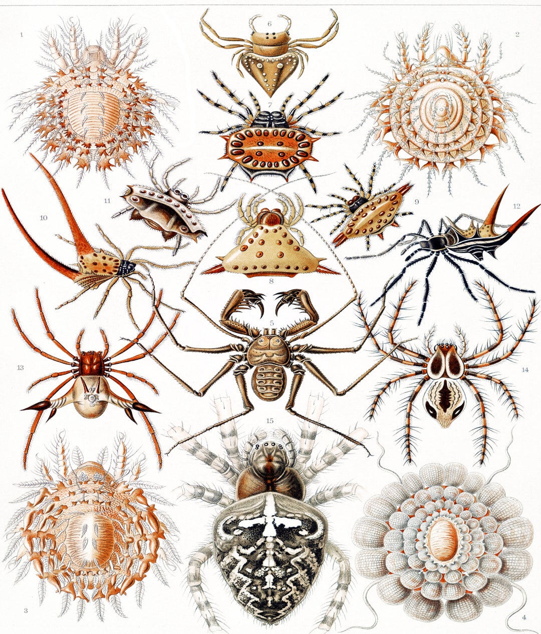 Fabric Panel; Spider Insects by Ernst Haeckel Fabric Panel Craft ...