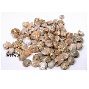 K&ouml;nnte beinhalten: Eine Ansammlung kleiner, runder, nat&uuml;rlicher Muscheln mit gesprenkelten braunen, beigen und cremefarbenen Mustern. Die Muscheln weisen Spiralstrukturen und glatte, perlmuttartige Innenseiten auf. Der Text BeadVault ist unten links schwarz aufgedruckt.