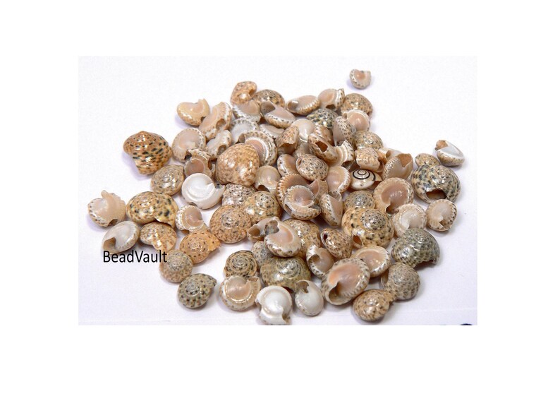 K&ouml;nnte beinhalten: Eine Ansammlung kleiner, runder, nat&uuml;rlicher Muscheln mit gesprenkelten braunen, beigen und cremefarbenen Mustern. Die Muscheln weisen Spiralstrukturen und glatte, perlmuttartige Innenseiten auf. Der Text BeadVault ist unten links schwarz aufgedruckt.