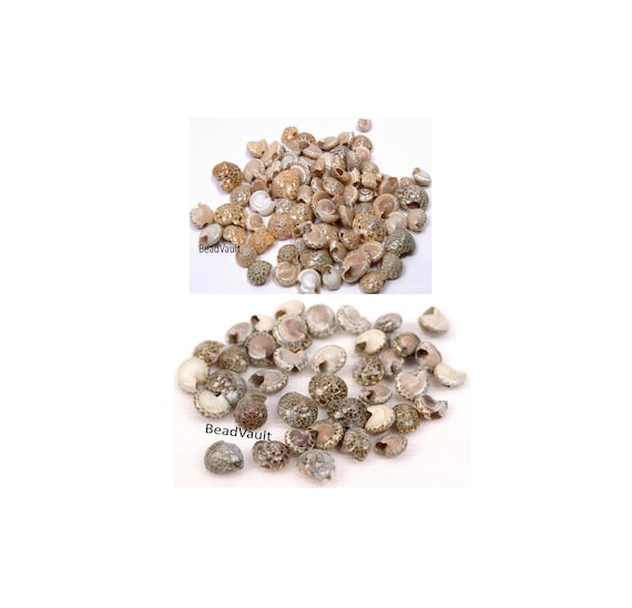 Natural Spotted Beach Shell Beads, 15 Dainty Sea Shell Beads, Natural Shells, Jewelry Making Shell Supply, Ocean Beach Decor Accent Shells
