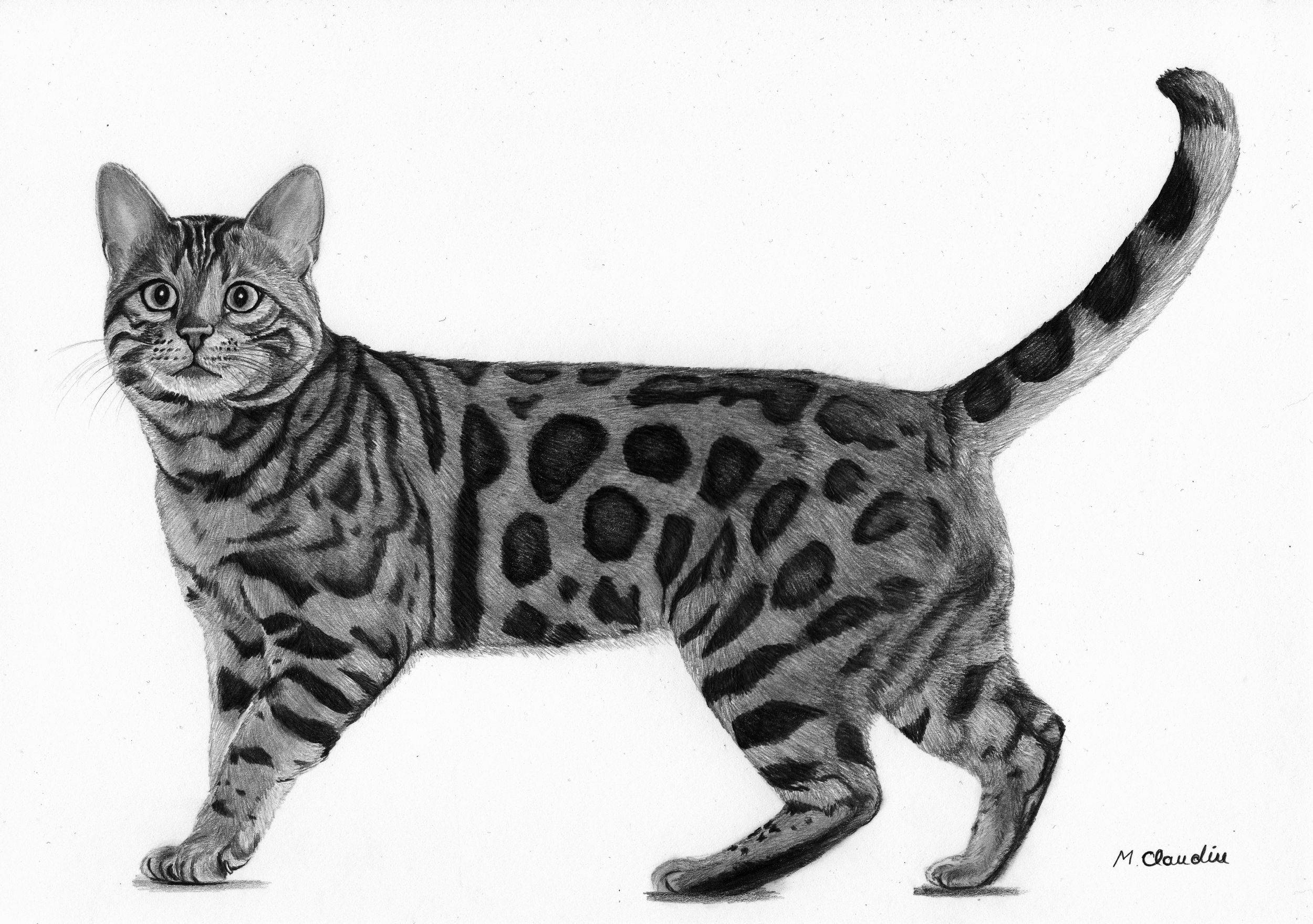 pet-pencil-drawing-from-your-photo-a4-etsy