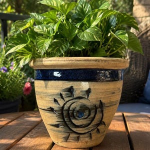 May include: A ceramic plant pot with a tan, textured finish and a dark blue glazed rim. The pot features a carved, circular sun-like spiral design on the front and contains a lush, variegated green pothos plant with heart-shaped leaves.