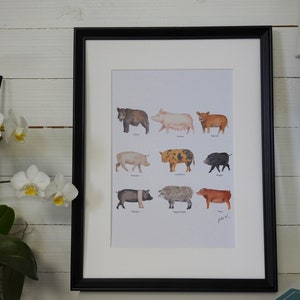 Art Print Animal Collection Pigs by Julia Källén