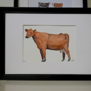 Cow breed: Rödkulla Original watercolor illustration Julia Källén