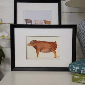 Pig breed: Duroc Original watercolor illustration Julia Källén