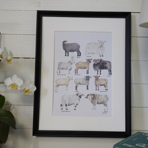 Art Print Animal Collection Sheep by Julia Källén
