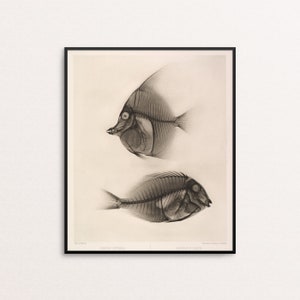 May include: A black and white illustration of two fish skeletons. The fish are facing to the right. The top fish is labeled "Platax  truncatus" and the bottom fish is labeled "Acanthurus  nigricans".