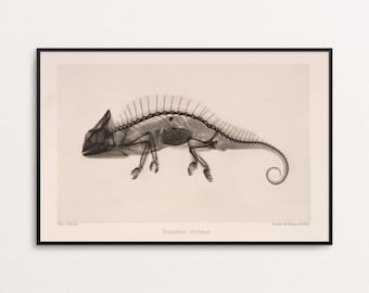 Vintage Chameleon X-Ray Photo Gravure Josef Maria Eder