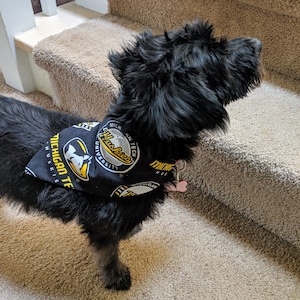 May include: A black dog wearing a black and yellow bandana with the text "Michigan Tech Huskies" and a logo. The dog is standing on carpeted stairs.