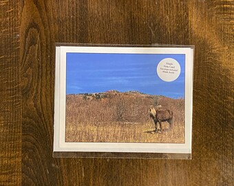 Note Card Pony Grayson Highlands State Park Photography Stationery